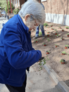 festa de la plantació