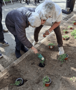 festa de la plantació