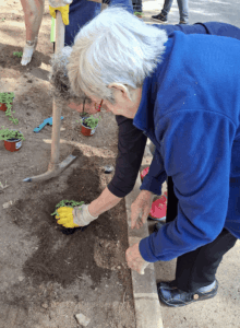 festa de la plantació