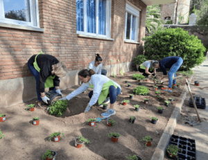 festa de la plantació