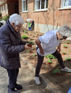 festa de la plantació