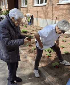 festa de la plantació